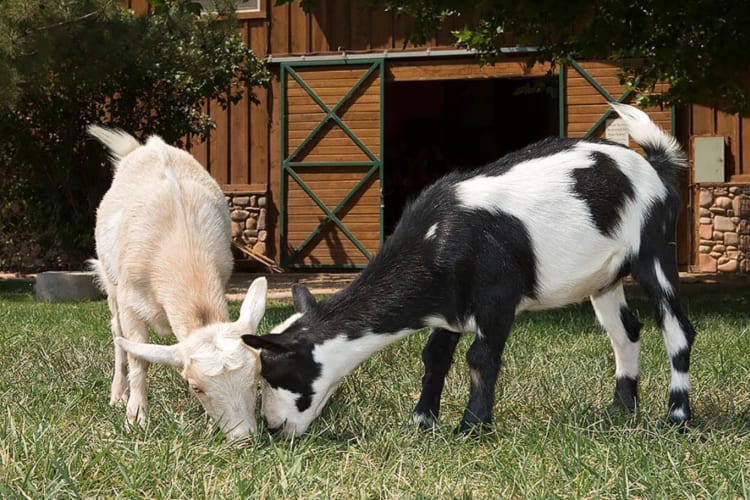 Petting zoo